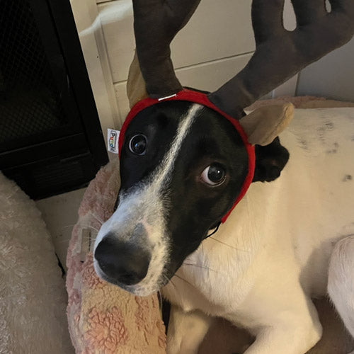 A black and white mutt wearing a red headband with plush reindeer antlers, lying on a cushion indoors.