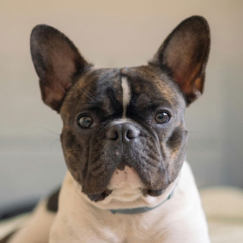 A close-up portrait of a French Bulldog looking directly at the camera, wearing a dark teal collar. The dog has a black and white brindle coat with a white chest and a vertical white stripe on its forehead.
