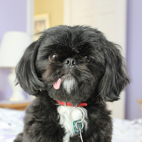 A small black Shih Tzu dog wearing a red collar with a white tag, sitting indoors against a softly blurred background with lavender and cream walls.