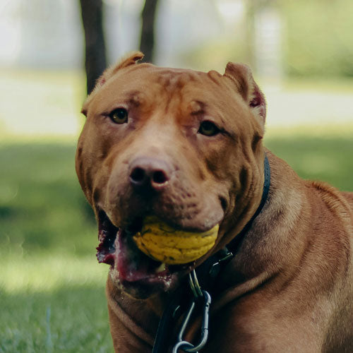 A close-up shot of a brown pitbull-type dog outdoors on grass, holding a yellow tennis ball in its mouth and wearing a black collar.
