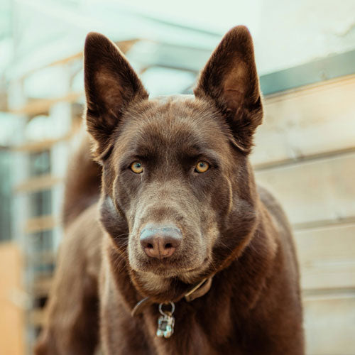 A brown German Shepherd / Siberian Husky mix breed dog loos at the camera