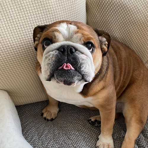 A brown and white English Bulldog sitting on a textured beige armchair, looking directly at the camera with its tongue slightly sticking out.