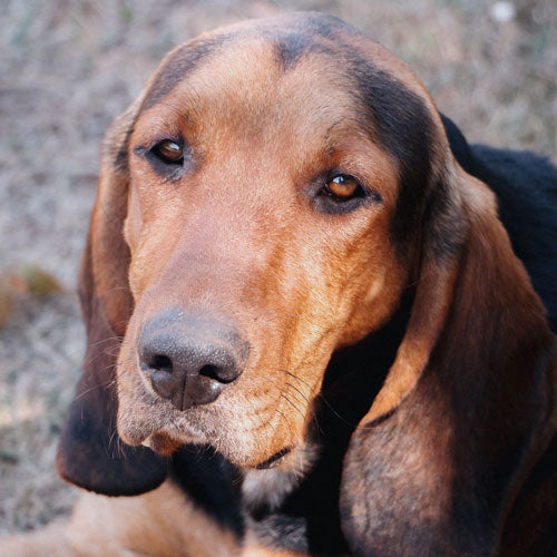 A close-up portrait of a Coonhound mix breed dog with long drooping ears, brown and black fur, and amber eyes, photographed outdoors against a blurred natural background.