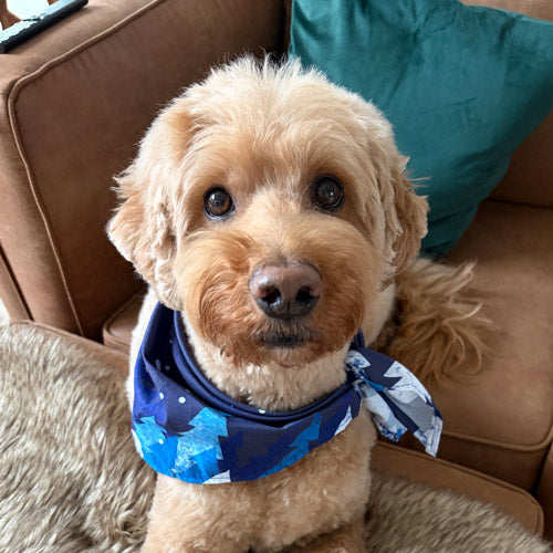 A miniature golden doodle dog wearing a blue and navy patterned bandana sits on a brown couch with a teal pillow in the background.