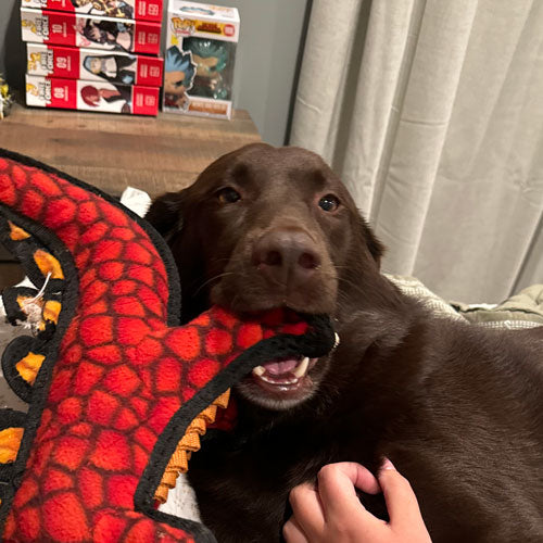 A chocolate Labrador is lying on a couch and biting a red and black dragon-shaped plush toy. A human hand is visible petting the dog, with collectible figure boxes stacked on a shelf in the background.
