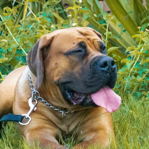 A brown English Mastiff wearing a chain collar with leash attached lies panting in the grass