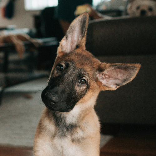 A close-up portrait of a young German Shepherd puppy with titled head and large ears, looking off-camera in a home setting.