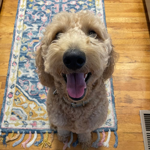 A fluffy golden doodle sitting on a patterned rug over a wooden floor, looking up with its mouth open.