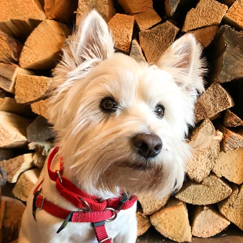 A white West Highland terrier dog wearing a red harness and collar, looking directly at the camera in front of a stacked pile of firewood.