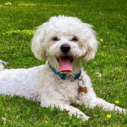 A fluffy white Maltese-poodle mix dog lies on green grass, wearing a blue collar with a bone-shaped tag.