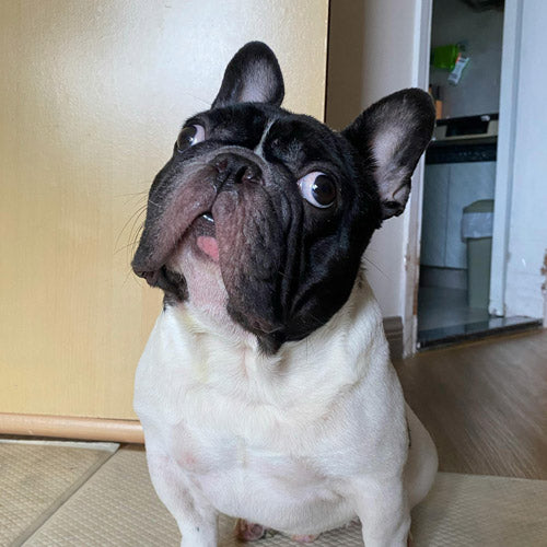 A black and white French Bulldog sitting indoors on a beige mat, looking up with its mouth slightly open. The background shows a beige wall, wooden floor, and an open doorway leading to another room.