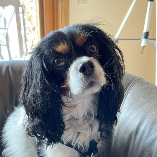 A close-up of a black and white Cavalier King Charles Spaniel dog sitting on a gray couch in a home setting.