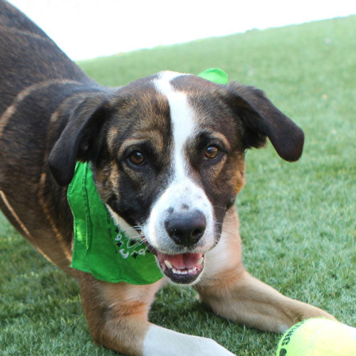 A mix-breed dog with brown and white face looks at the camera while bending down on front legs with tennis ball between paws