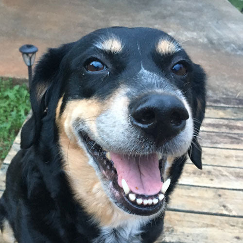 A close-up portrait of a smiling black, tan, and white dog outdoors on a wooden deck.