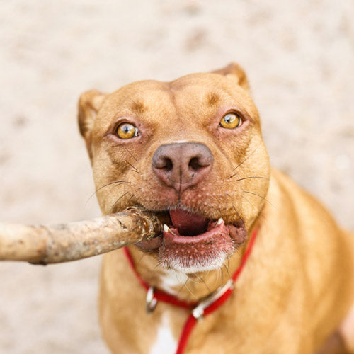 A close-up shot of a tan pitbull-type dog holding a large stick in its mouth, wearing a red collar, against a soft-focus sandy background.