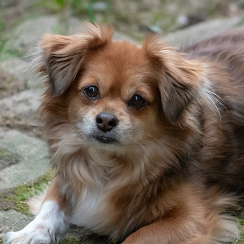 A fluffy long-haired Pomeranian-mix dog with tan, brown, white, and black fur lying outdoors on a stone surface.