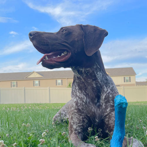 A dark brown and white German Shorthair Pointer dog sitting in a grassy backyard with a blue toy in the foreground and a house under a blue sky in the background.
