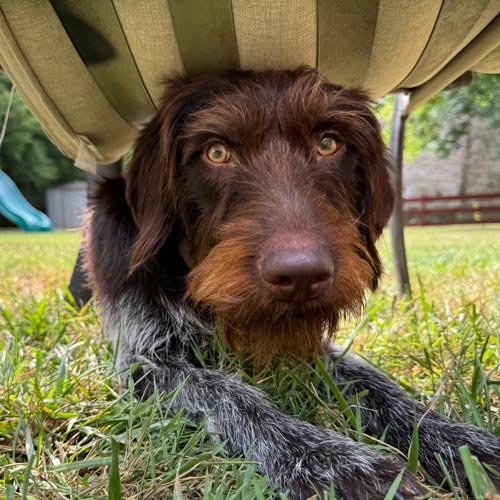 A brown and black wire-haired German Pointer lying on green grass under a beige patio chair in an outdoor backyard setting.