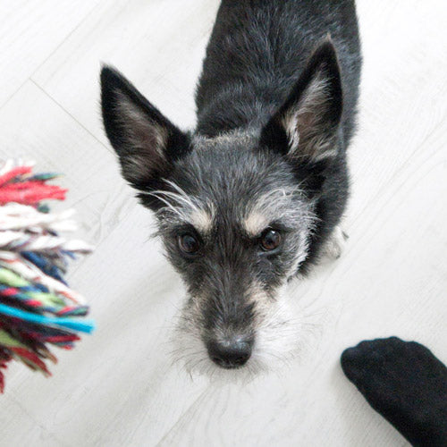 A small black and white Schnauzer mix looking up at the camera on a light-colored wooden floor, with a colorful rope toy on the left and a black sock on the bottom right.