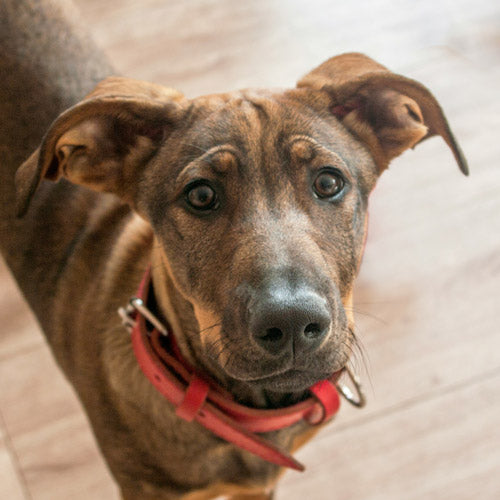 A close-up shot of a brown dog wearing a red collar, looking directly at the camera against a light wood floor background.