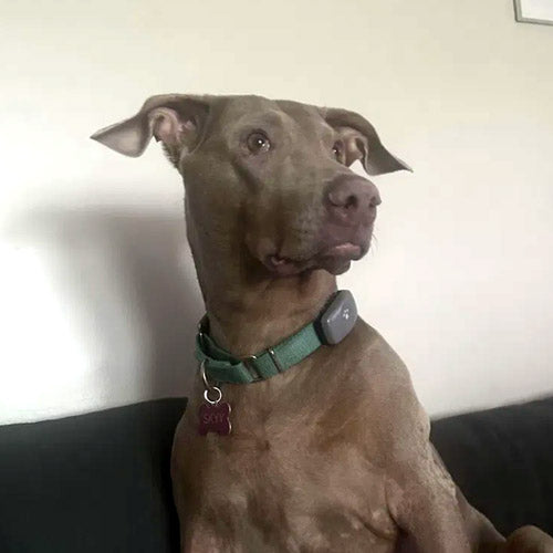 A grey fawn Doberman wearing a green collar sits upright on a black couch