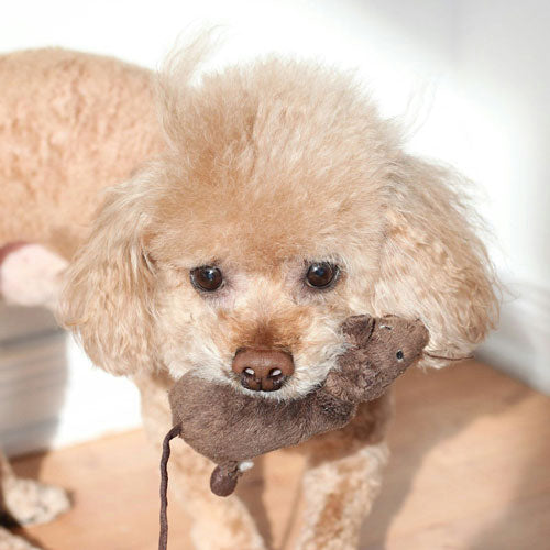 A light tan toy poodle holding a brown plush toy mouse in its mouth, photographed indoors against a bright white background.