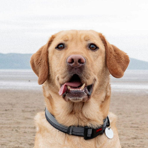 A head-shot of a yellow Labrador Retriever with tongue hanging out