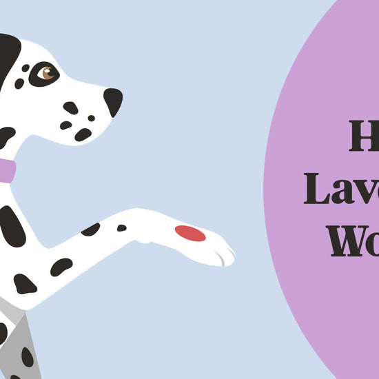 30-second animated view describing how Lavengel's ingredients work to soothe irritations and heal damaged skin