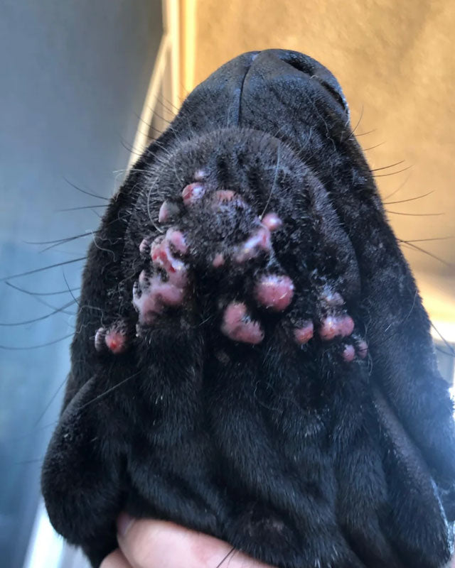 Close-up of a black Great Dane's face and mouth area, showing a pyoderma outbreak with several pink and red sores or lesions on the chin with red discharge. A human hand is holding the dog's head at the bottom.