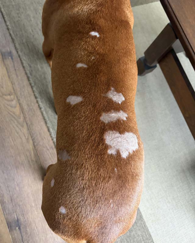 A close-up view of a brown vizsla standing indoors on a wooden floor near a wooden table leg. The dog has several irregular patches of fur loss on its back and hips with white skin exposed due to pyoderma.