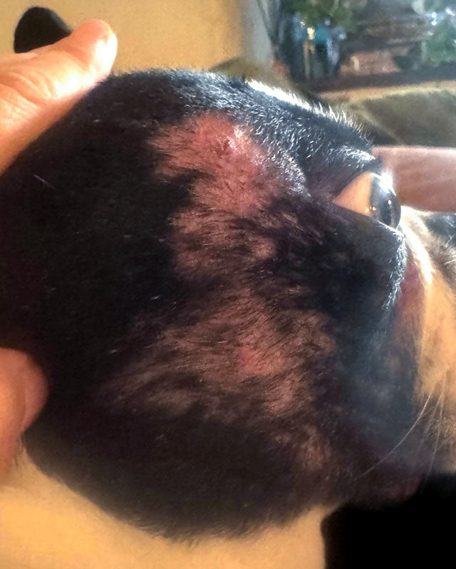 A close-up of the side of a Boston Terrier's head being held by a person, showing a patch of thinning and missing fur with red spots and scabs due to pyoderma.