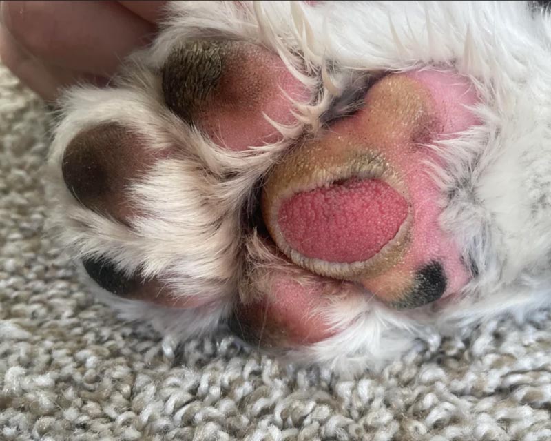 Close-up of a dog's paw pad with torn skin and exposed pink sub-layer on center pad. The paw is resting on a textured carpet, with a human hand gently holding the paw.