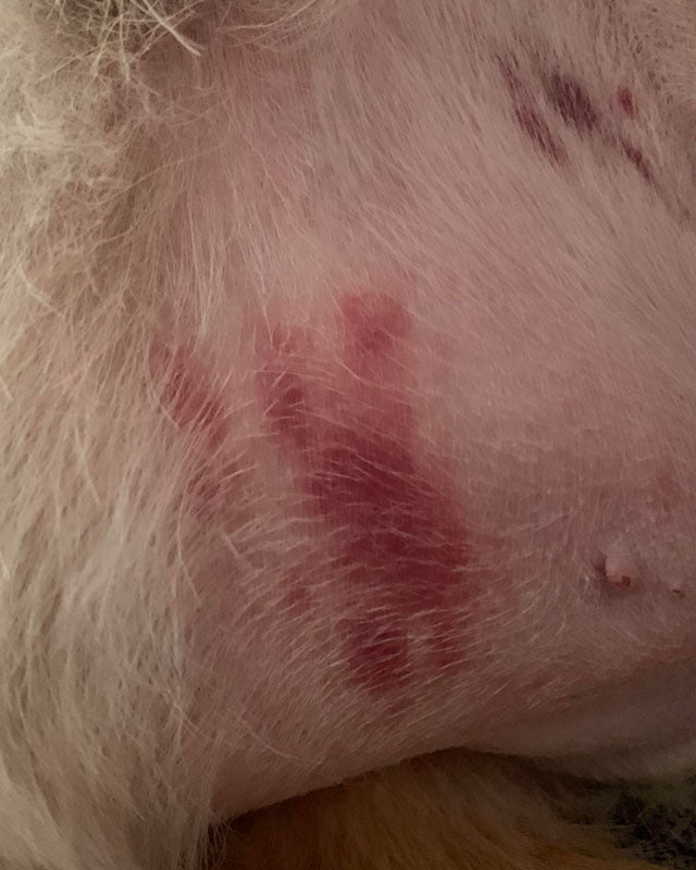 A bad razor burn on an Australian Shepherd's belly with red lesions and pink skin 