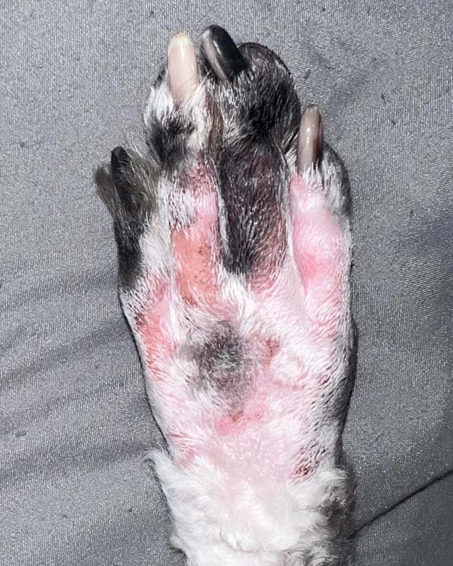 A close-up of the top of a dog's paw showing red, irritated patches caused by razor burn