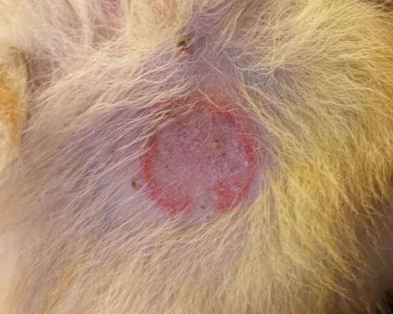 A close-up of a dog's fur with a circular red irritated patch with defined outer ring due to pyoderma.