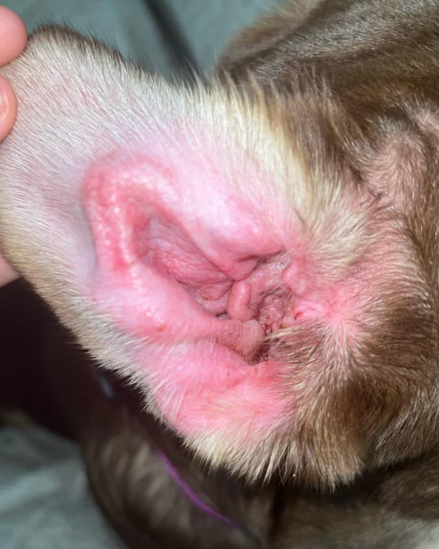 Close-up of a brown dog's ear and inner ear area, showing pink ear skin, redness, and inflammation from scratching. A human hand is holding the ear open.