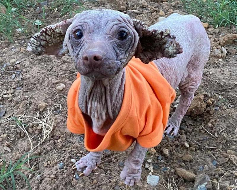 A hairless dog with severe mange, scaly ears, and black, leathery skin stands on dirt ground wearing an orange shirt, photographed outdoors.