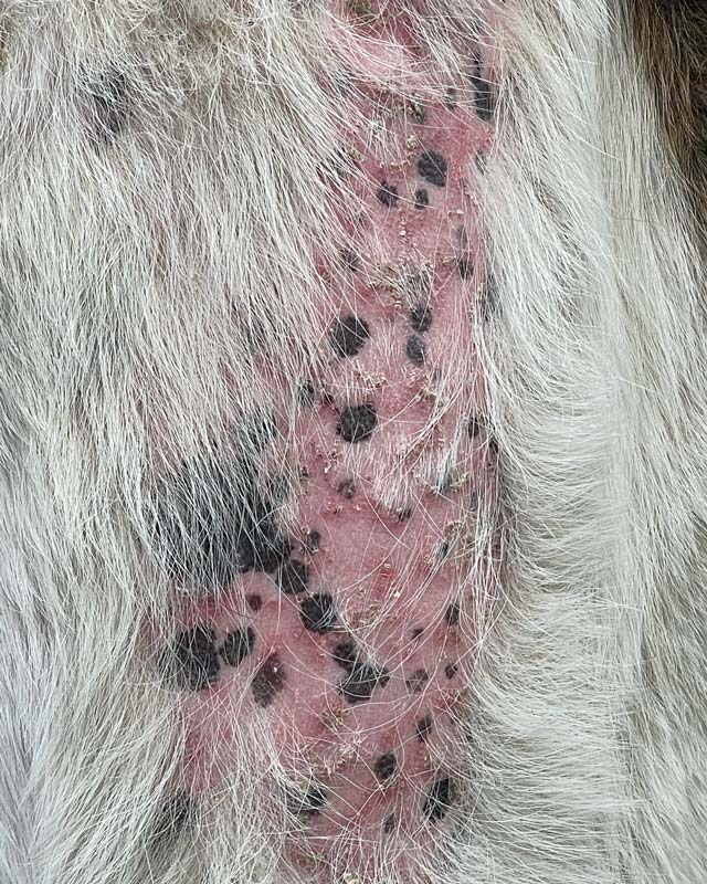 Britle Insect Ringworm in Dogs: Photos, Signs, Diagnosis & Treatment – RadiQuell