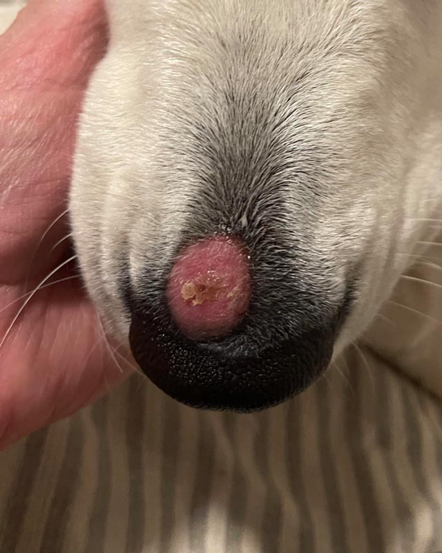A close-up of a dog's muzzle being held by a hand, showing a pink, raised lesion caused by ringworm.