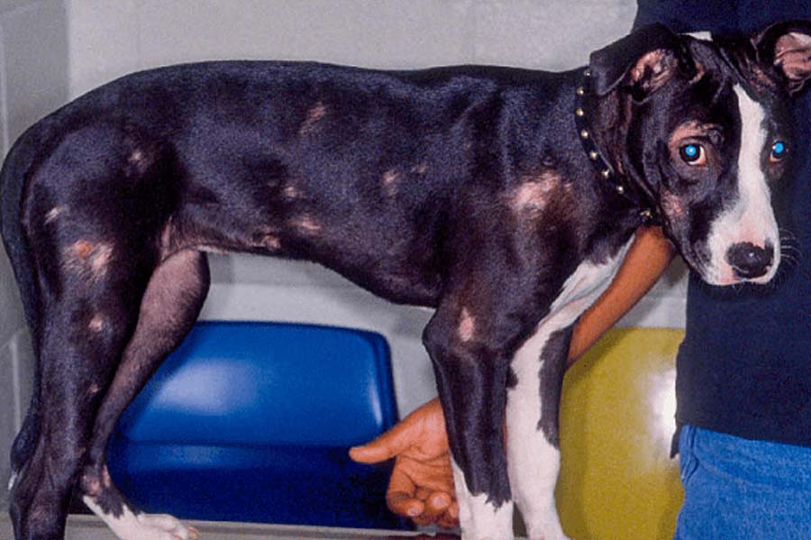 Ringworm patches on face, back, and legs of black and white puppy
