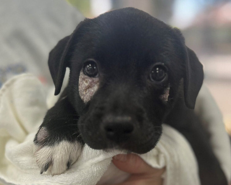 A close-up of a black puppy with ringworm lesions under its right eye, on its left cheek, and on its right front paw. The pup is being held in a towel by a person.