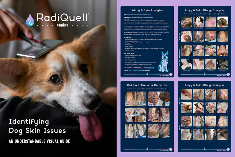 Promotional graphic for RadiQuell@ Canine Skin Issue Guide, featuring a close-up of a dog being brushed on the left and four dark blue informational panels on the right with text and skin allergy example photos.