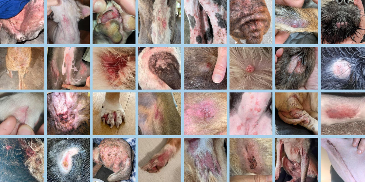 A collage of close-up photos showing multiple dogs with severe skin lesions, hot spots, rashes, parasites, warts, wounds, and ear infections.