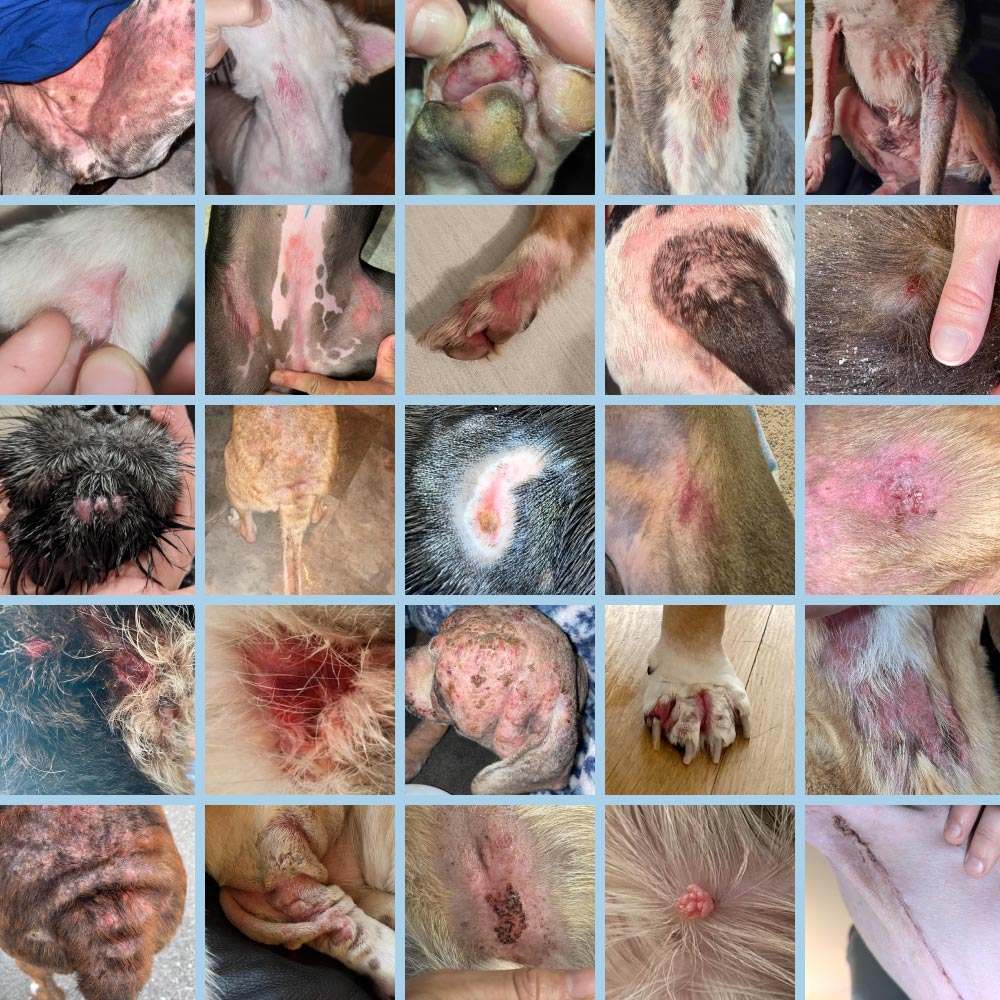 A 5x5 grid collage of close-up veterinary photos showing dogs with various skin lesions, hot spots, wounds, parasites, inflammation, fur loss, and infections.