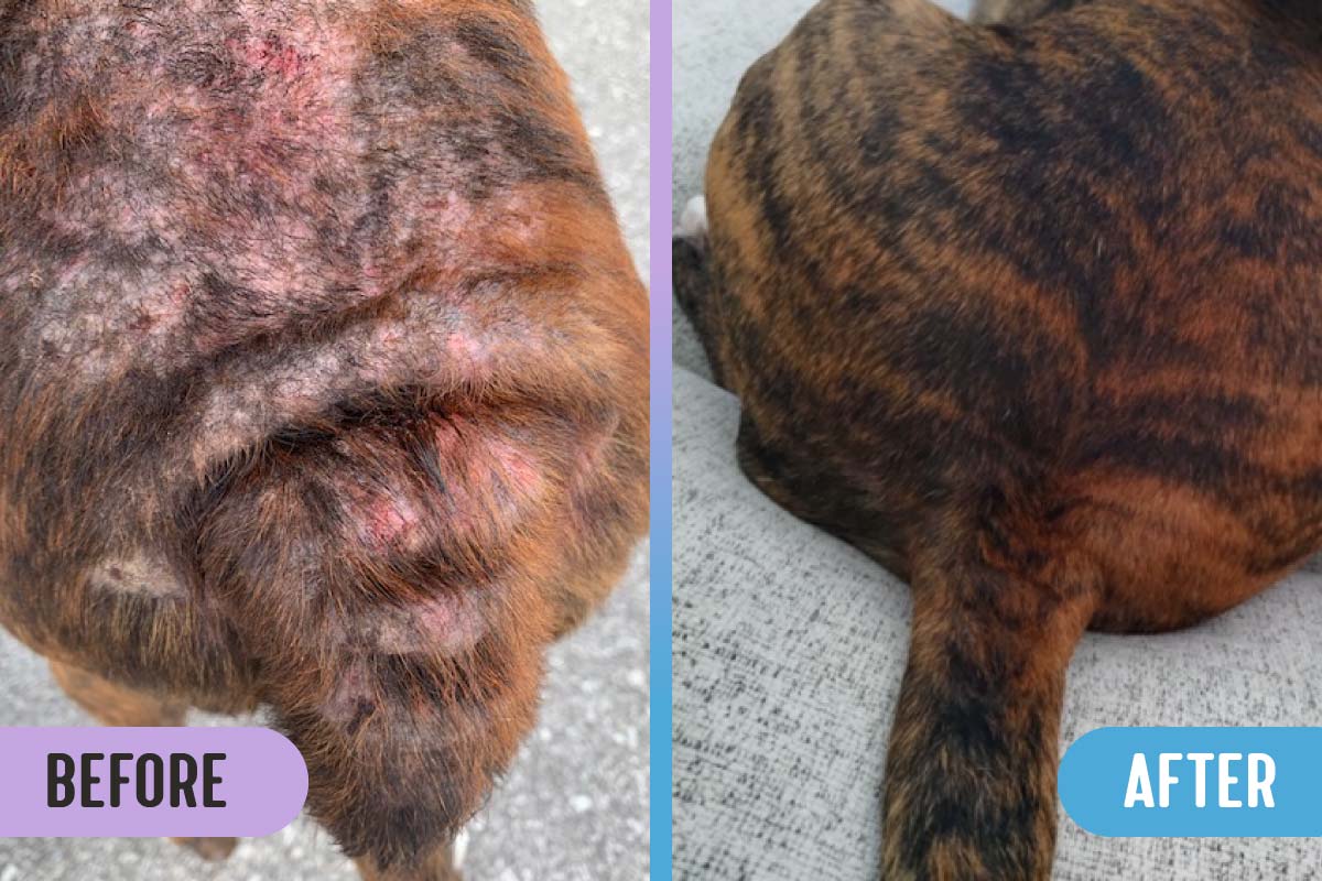 Before and after comparison of dog with severe atopic dermatitis, fur loss, and hot spots on its back, versus healed skin and regrown, healthy fur