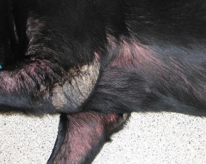 A close-up of a black dog's front legs and chest with scabies, exhibiting redness, thinning fur, dry skin, and hardened, leathery skin on the elbow.