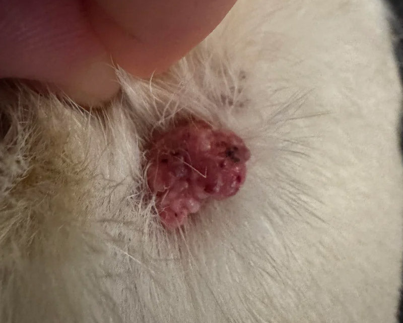 A close-up of a pink, fleshy, and textured sebaceous adenoma on the white fur of an animal, with a human finger holding the fur open.