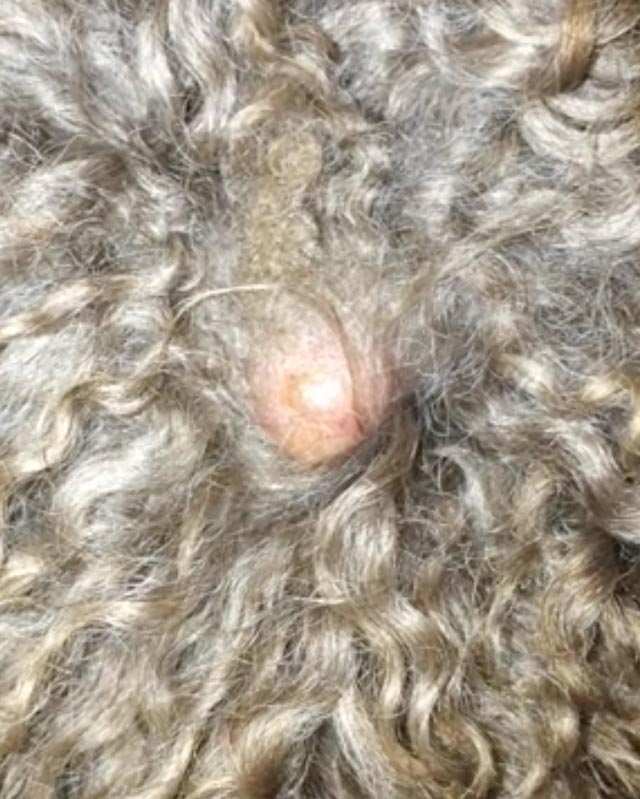 A close-up of a sebaceous cyst on a curly-haired dog's head