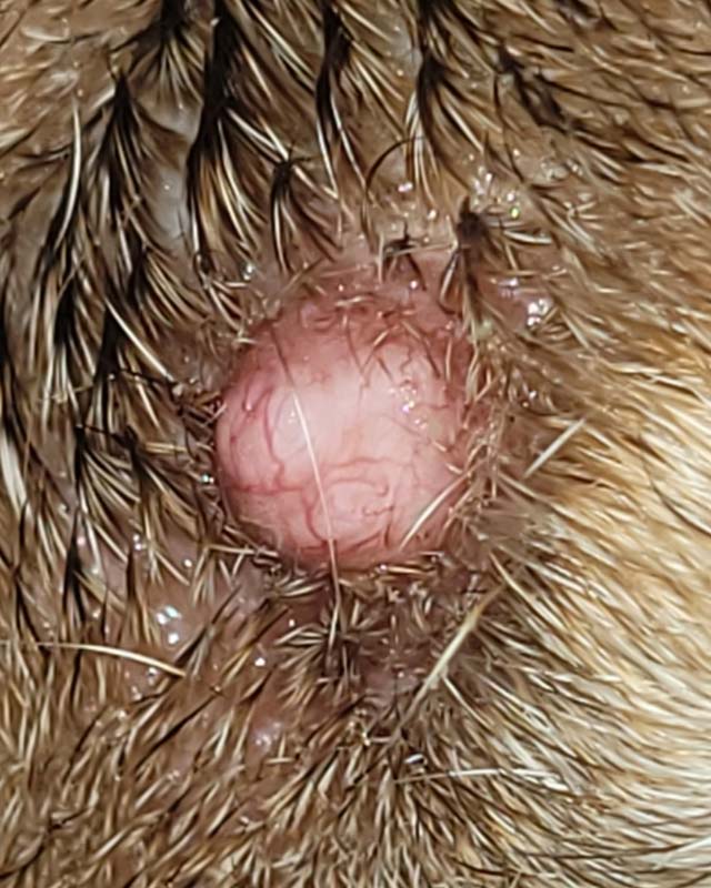 A close-up of a pink, smooth, round cyst or tumor on a dog's muzzle with visible hair strands around it.