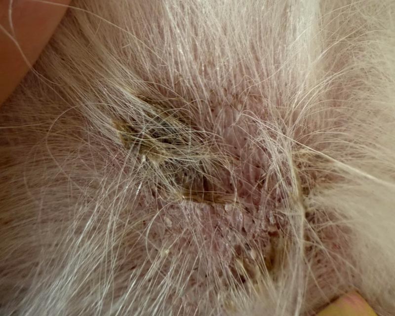 Close-up of a dog with dermatitis and secondary seborrhea, seen as thick, yellow-brown clusters of dead skin stuck in the fur.